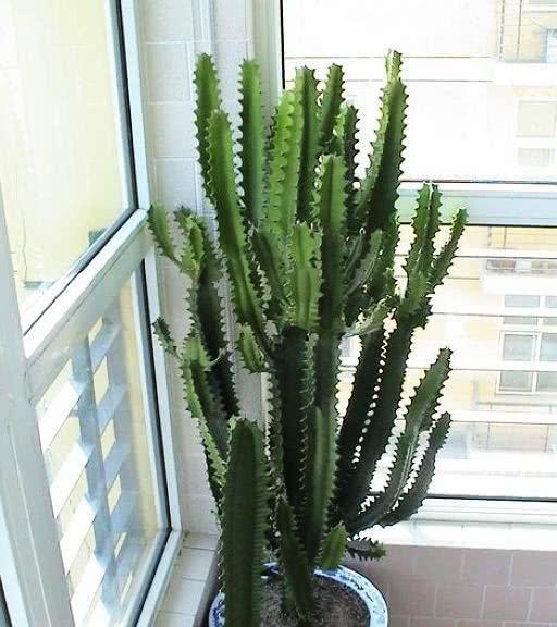 阳台种植生长蕞快的蔬菜