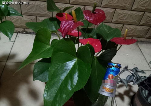 酸奶浇花要注意什么？是否会影响植物生长