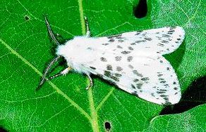 农药防治，哪种Zui有效？