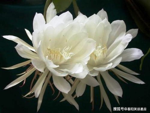 昙花为何突然不爱开花？