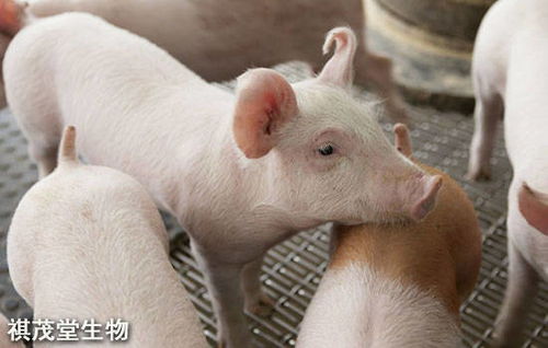 猪牛价腾飞，如何让百姓餐桌上肉价亲民