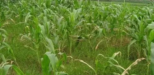 关注我，了解geng多农业生产技术。