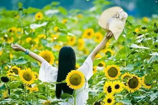 第二种：向日葵