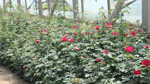 生长速度快：长得像野草一样