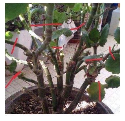 长寿花长得高，如何调整株型使其更美观