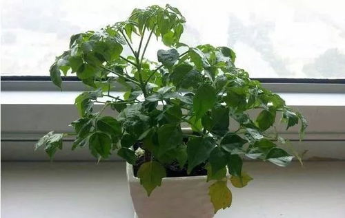 冬季养护，幸福树叶子不黄