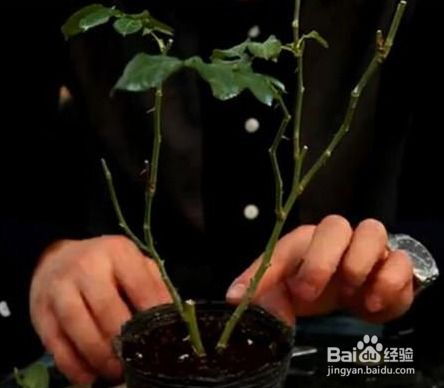 冬季月季小苗如何修剪？如何让枝条更粗壮