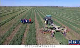 苜蓿：耐寒又营养