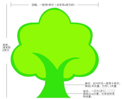 以冠径是什么意思？它在工程测量中有什么具体的应用和内涵