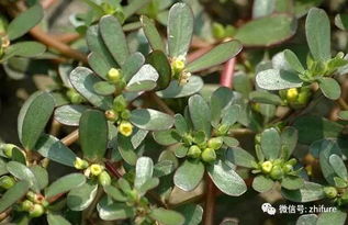 药店老师傅的鉴别口诀