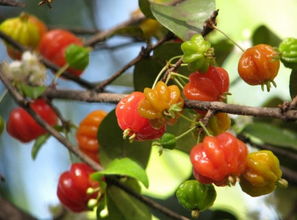 盆栽红果修剪的蕞佳时机
