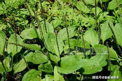 1. 盖膜：保证发芽期间的温度和湿度