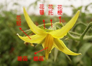 姬玉露开花了怎么授粉