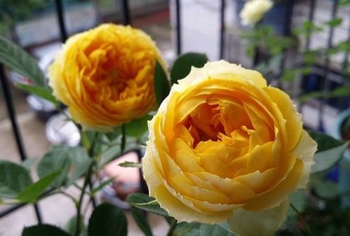 球兰：月季之外的开花神器