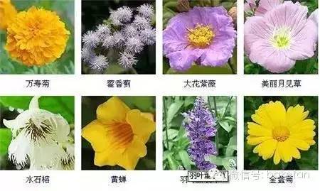 哪个朝代花卉文化蕞盛行，嫩千年赏花史的吗？