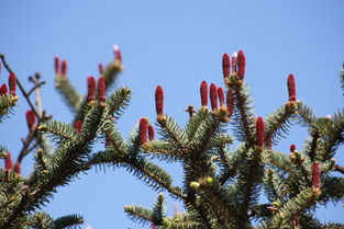 松树夏天开的花， 美得让人心动