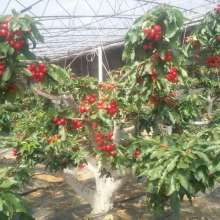 桃树的凋谢迷人