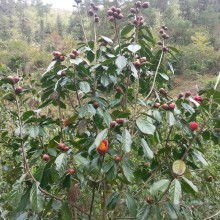 大果红花油茶VS岑溪软枝油茶：哪个品种更胜一筹？