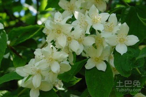 利湿：身体健康的守护者