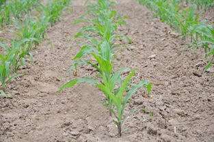 莠去津的神奇效果