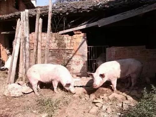 121吨饲料中添加多少葡萄糖才能达到断奶仔猪能量添加黄金比例？