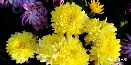 玫瑰、牡丹、菊花等花种，它们分别在什么季节绽放