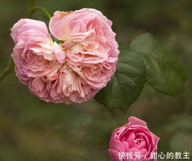 避免滞留， 防病害