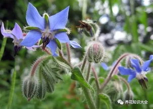 “琉璃苣不开花？揭秘原因+破解攻略！”