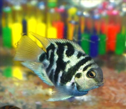 刚繁殖的迷你鹦鹉鱼和繁殖后的小鱼应该如何科学喂养以确保健康成长？