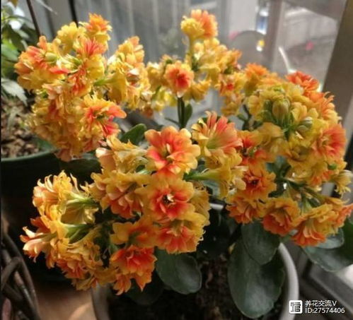 秋天长寿花如何养护？如何让花朵更鲜艳