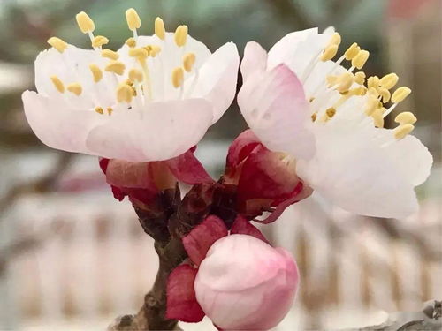 “杏花通常在几月份开放，它的花期有多长呢