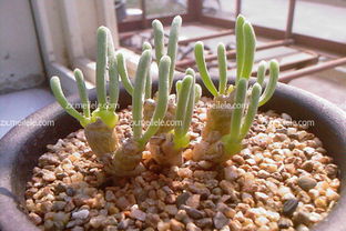 碧光环种子种植——种植小记