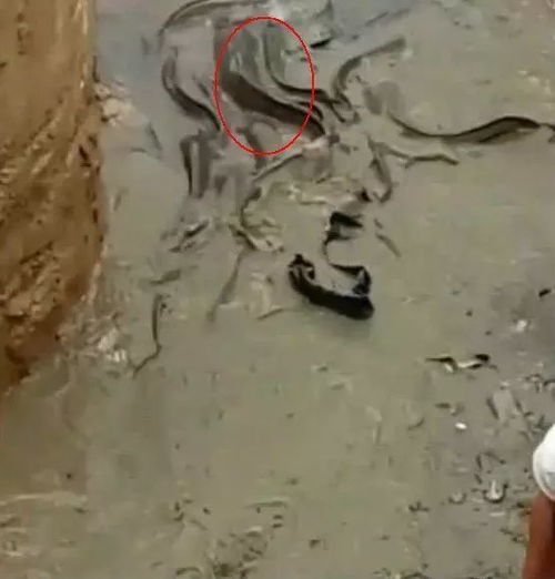 这个871猪饲料蛇皮袋的厚度是多少？