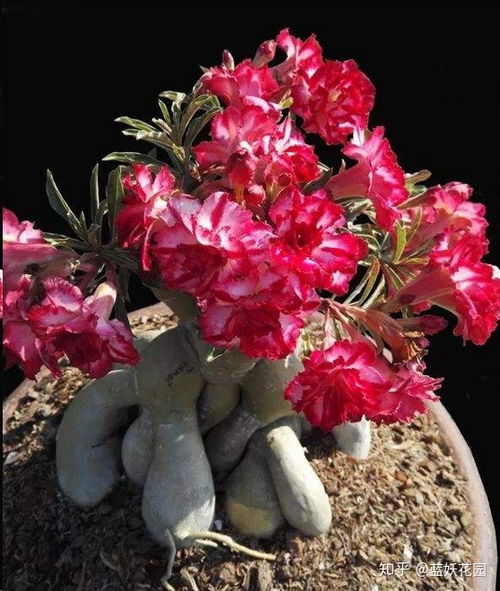 沙漠玫瑰叶子发黄：缺水还是病虫害， 揭秘解答