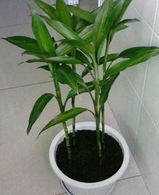 土培富贵竹叶子发黄处理