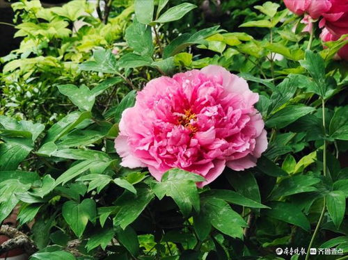 春节牡丹开花管理，如何让花朵更艳丽