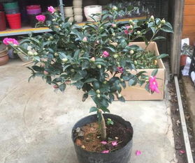 耐冻花儿大盘点