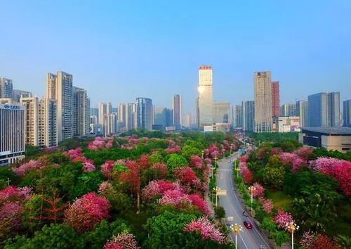 香港市花——紫荆花的故事