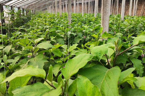 土壤管理的重要性