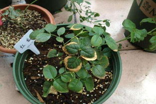 肥害后的急救处理