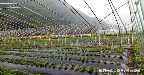 草莓种植：叶面肥的选择