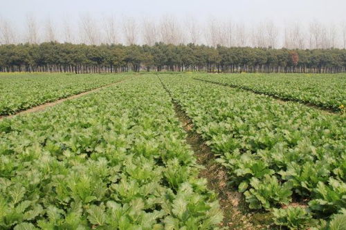 “雪菜种植的最佳时间是什么时候？有哪些种植技巧需要注意