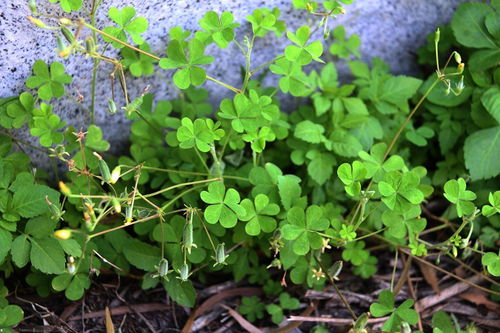 鬼针草：天然杀虫网， 果园里的绿色卫士