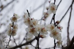 移栽腊梅， 冬春交替是关键