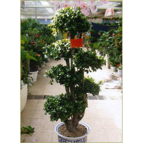 湛江园林花卉市场：一网打尽所you盆栽