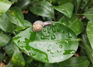 贺州柑橘农药厂家那些事儿