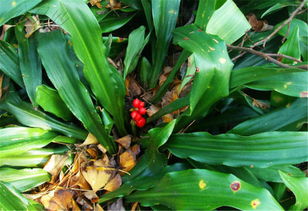 剑兰种植，如何避免土壤积水导致根部腐烂？