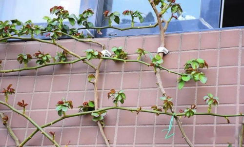 二、 掐花促枝条