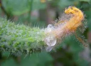 丙环唑醚菌酯：农作物病害的克星