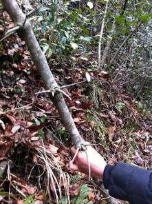 藤本植物如何同过修剪和施肥技巧实现爆花效果？